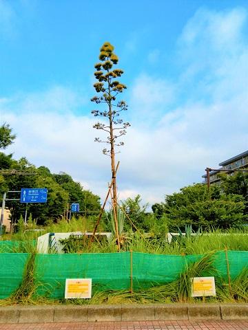 Agave nở rộ