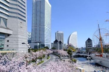 Lễ hội hoa anh đào Minato Mirai 21